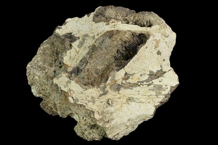 Fossil Triceratops Skull Section - North Dakota #117265
